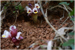 Curcuma neilgherrensis